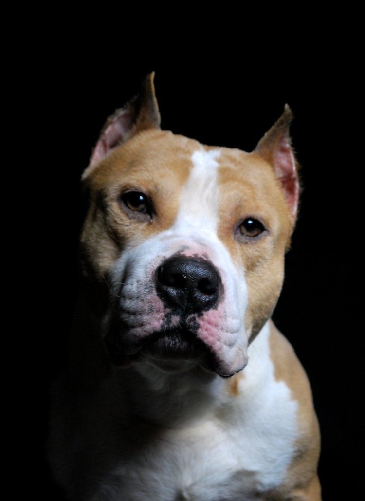 Стаффордширский бультерьер с голубыми глазами