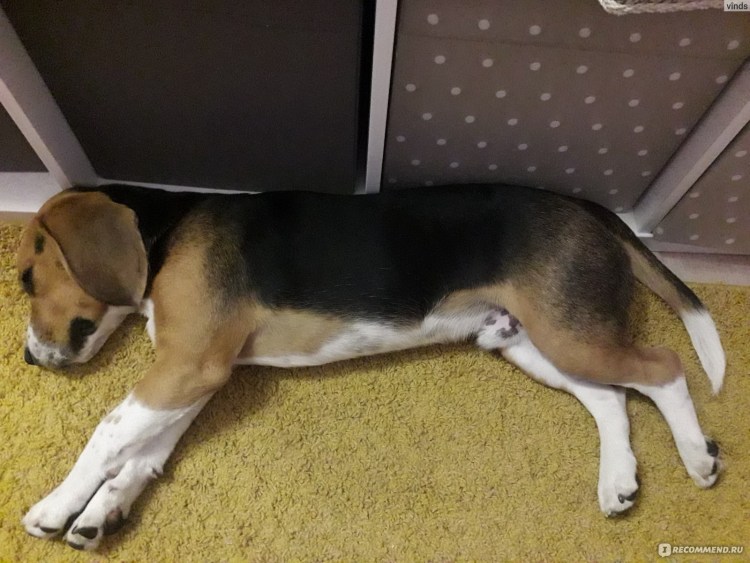 Бигль купированные уши