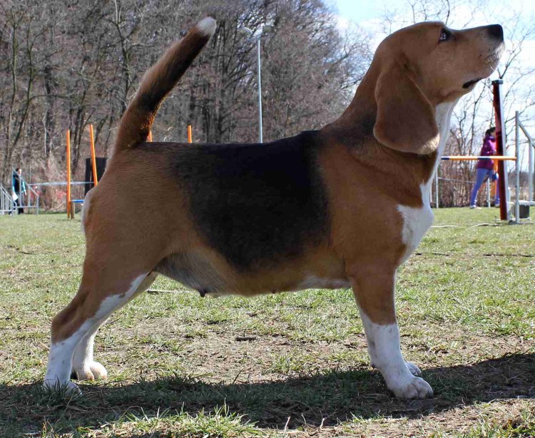 Бигль сос найденыши