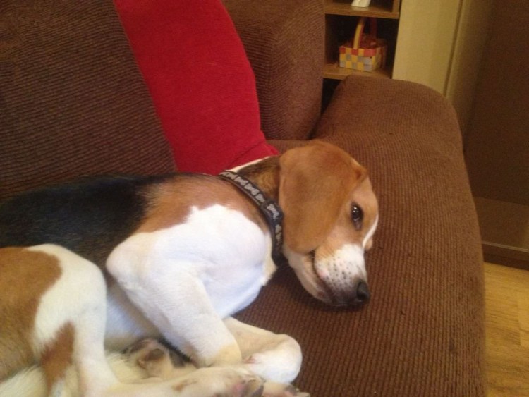 Беременная собака Бигль