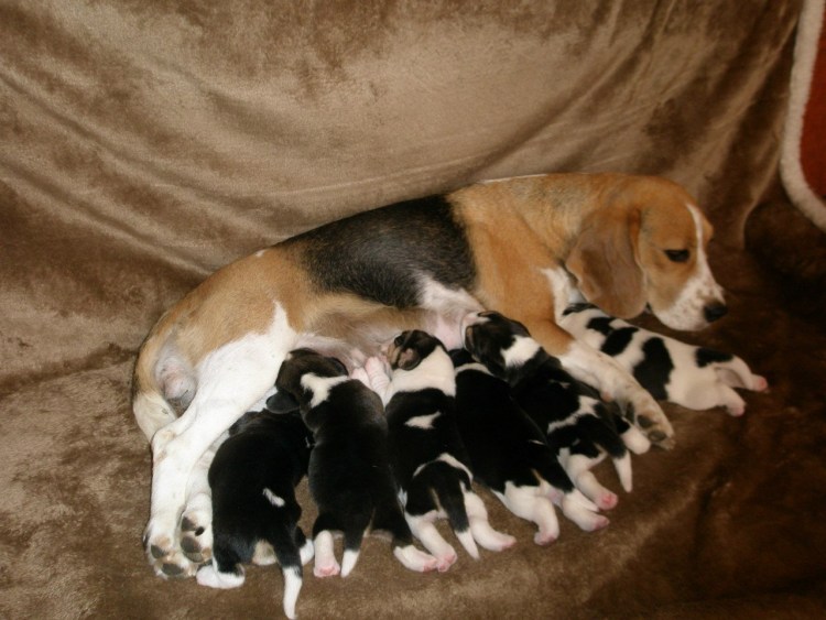 Бигль собака 4 месяца