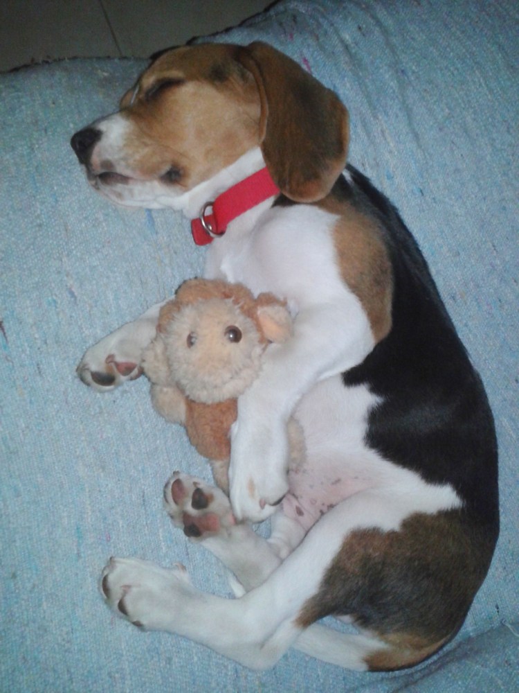 Бигль щенки новорождённые