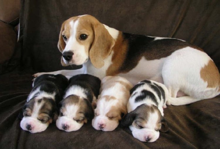 Бигль Камелия Смоленск