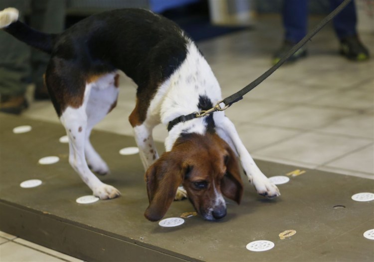 Беременные Бигли