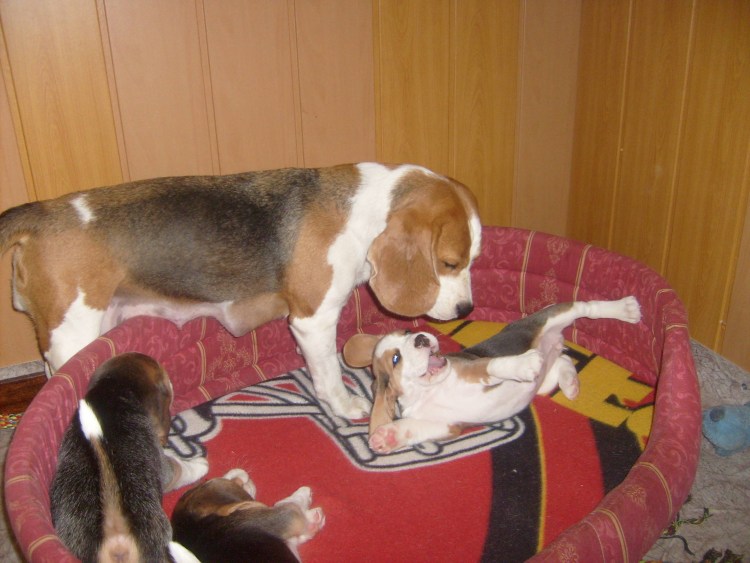 Стрижка бигля