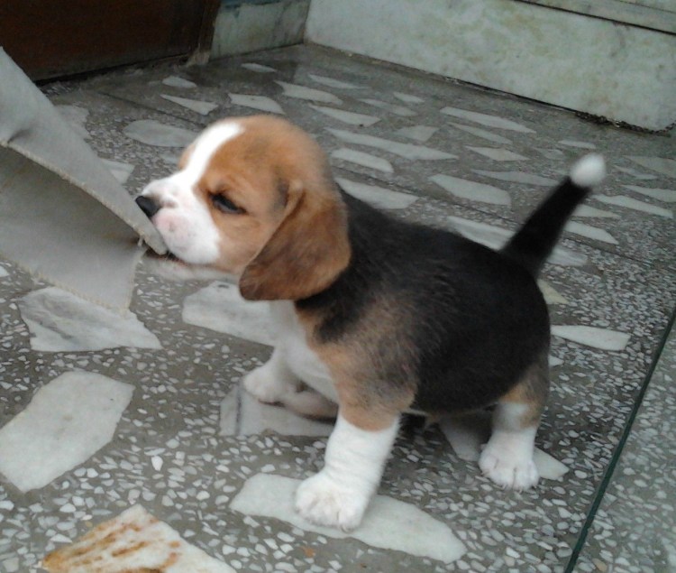 Мопс и Бигль вместе