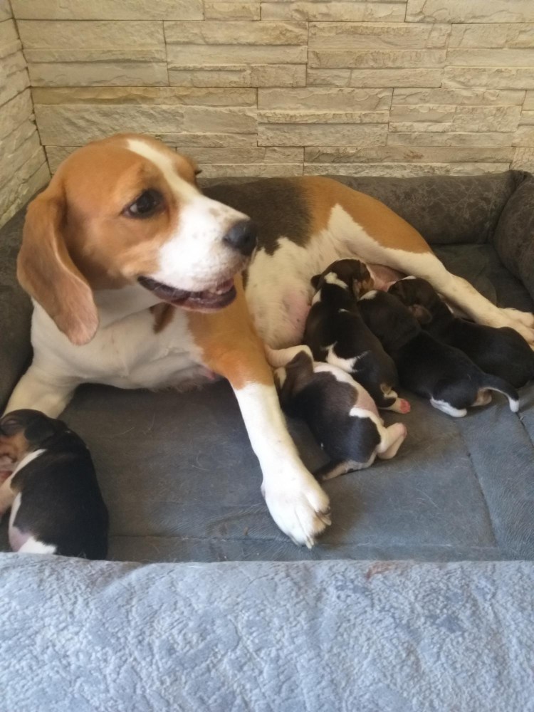 Клонирование животных в Китае домашних