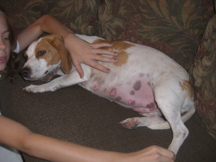 Беременный Бигль