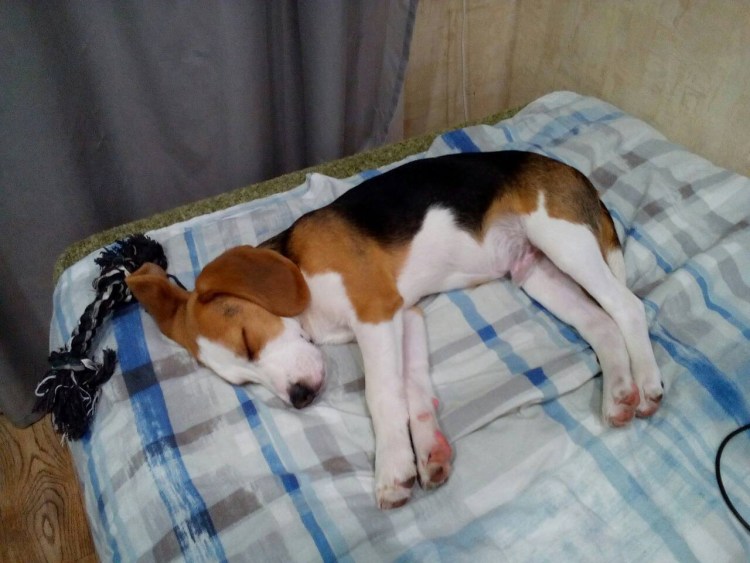 Бигль описание породы характер отзывы достоинства и недостатки