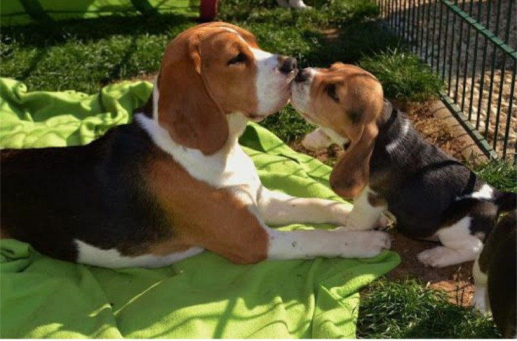 Бигель большой собака с хозяином