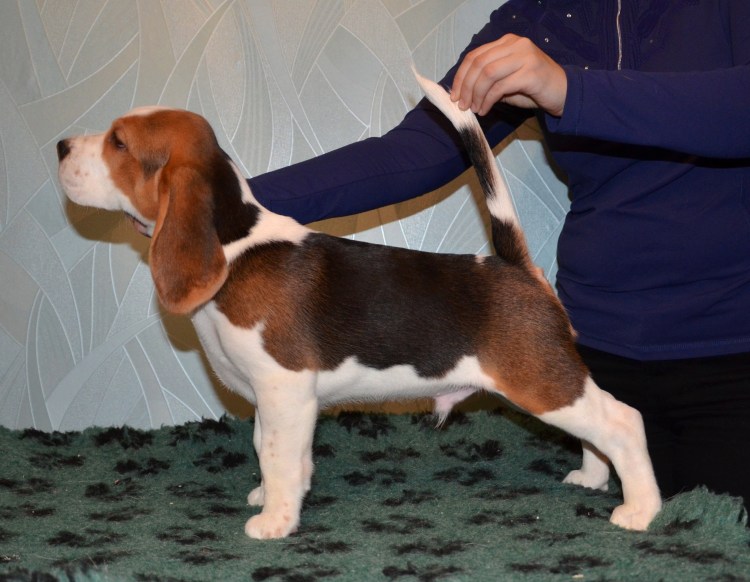 Бигль Новорожденные щенки