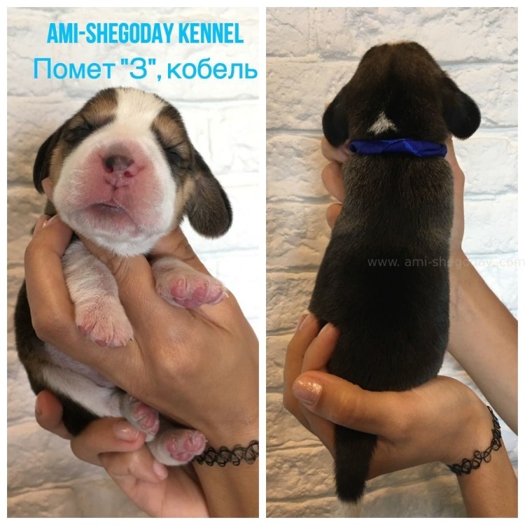 Беременный Бигль фото