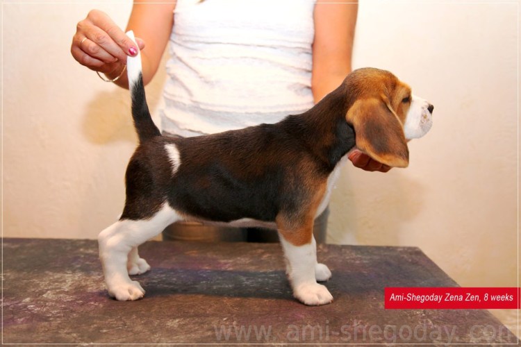 Бигль Хантер