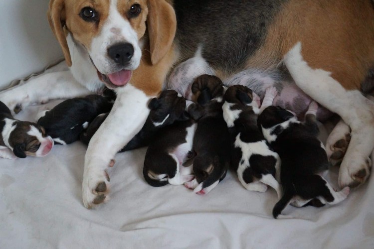 Как воспитывать бигля в квартире