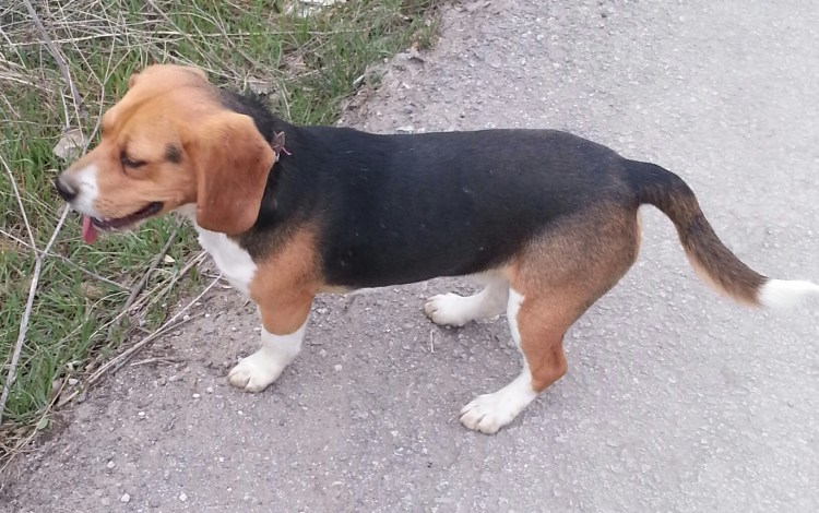 Беременный Бигль