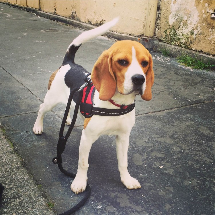 Бигль Новорожденные щенки