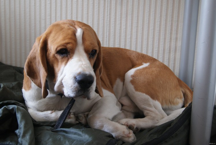 Бигль собака толстый