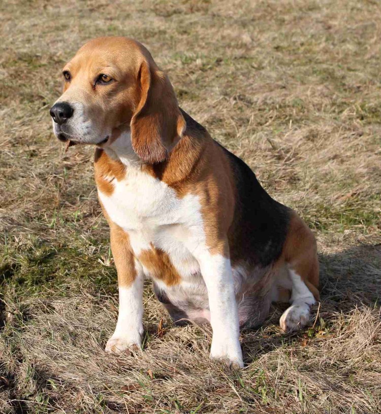 Бигль мама с щенками