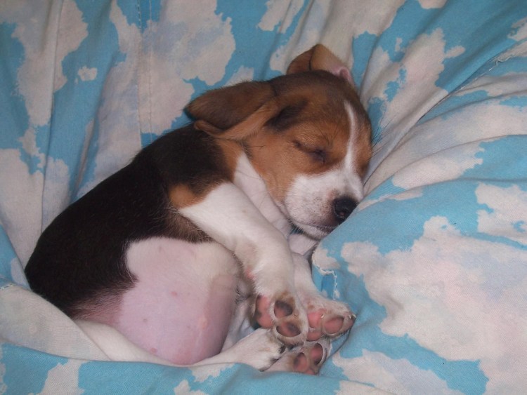 Бигль беременность