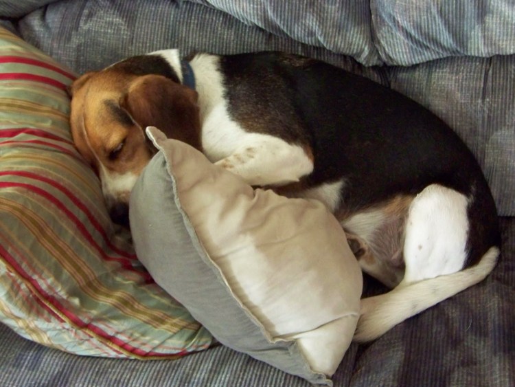 Новорождённые щенки бигля