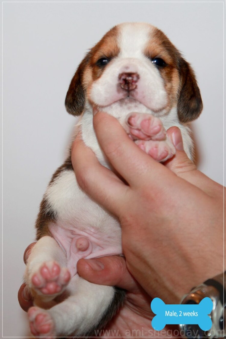 Новорожденные щенята собаки Бигль