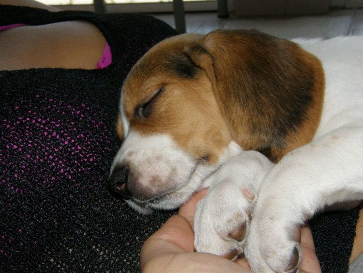 Бигль хвост