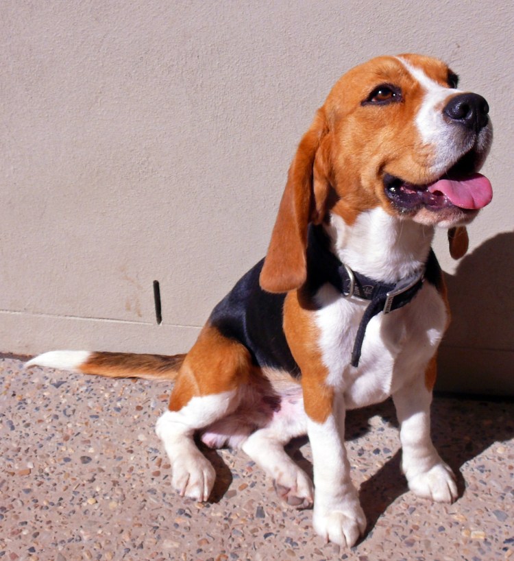 Бигль щенки новорождённые