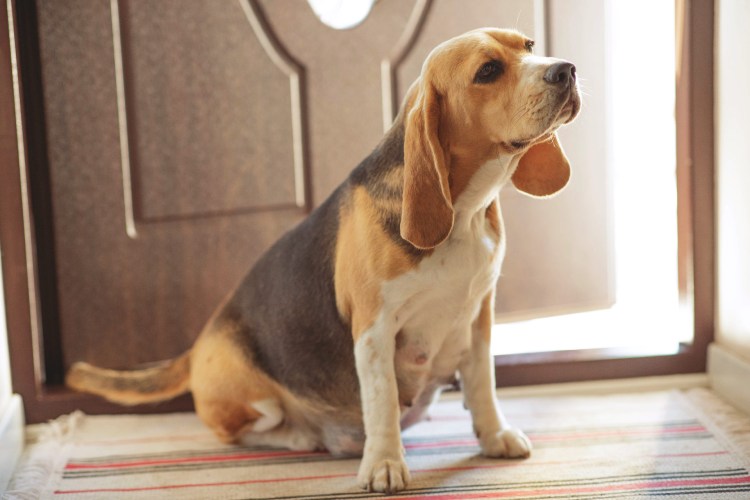 Тестирование собак