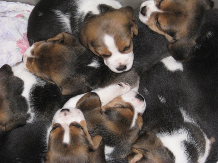 На каком месте Бигль по уму