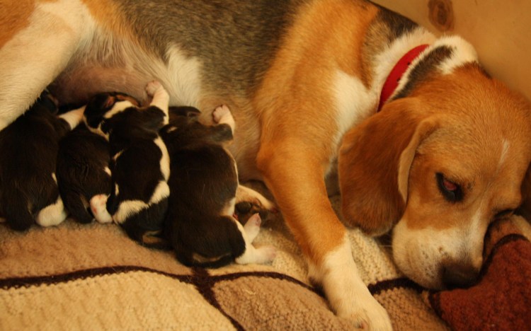 Бигль собака толстый