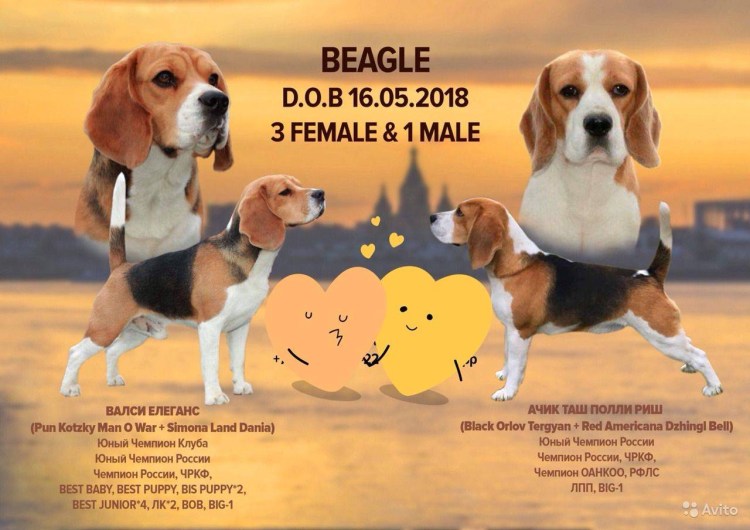 Бигль и Джек Рассел