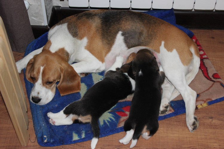 Беременные собаки Бигль