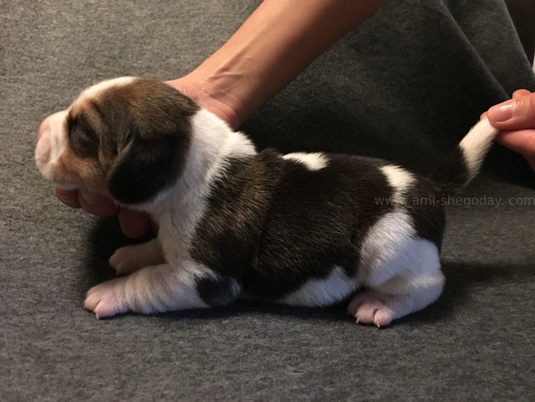 Бугель Бигль порода