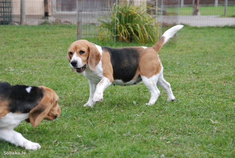 Дружелюбная весёлая собака