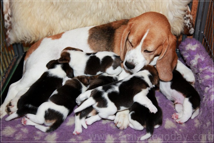 Бигль Джесси