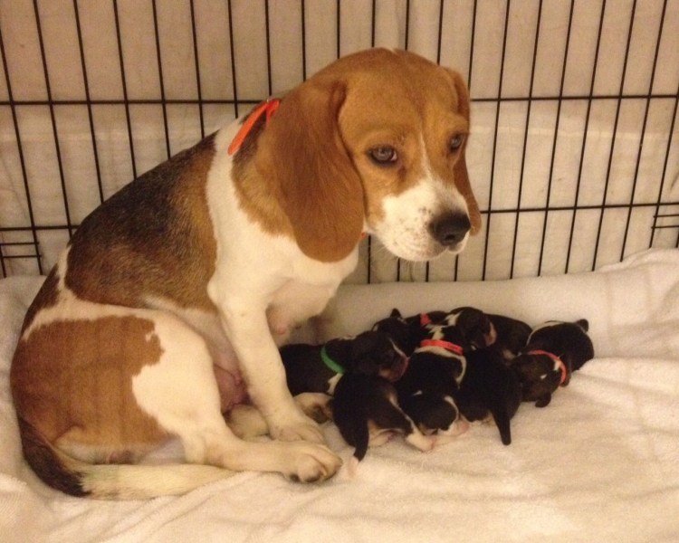 Течка у собак средних пород