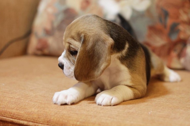 Щенок бигля 12 месяцев