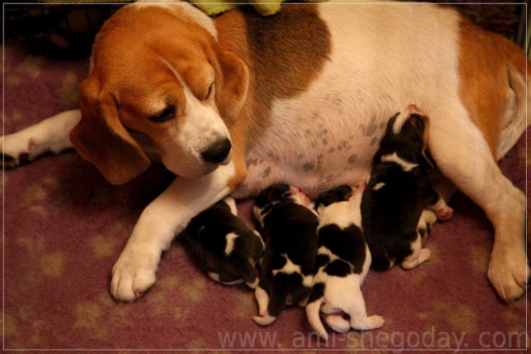 Беременная собака рожает