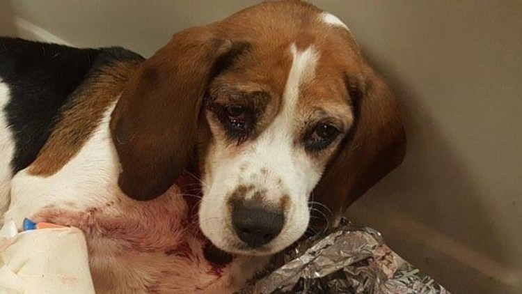 Бигль щенки новорождённые