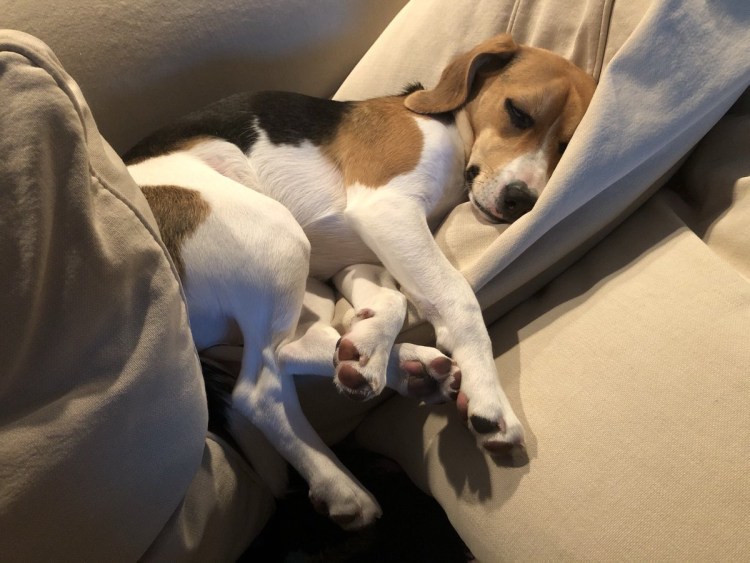 Бигль с человеком