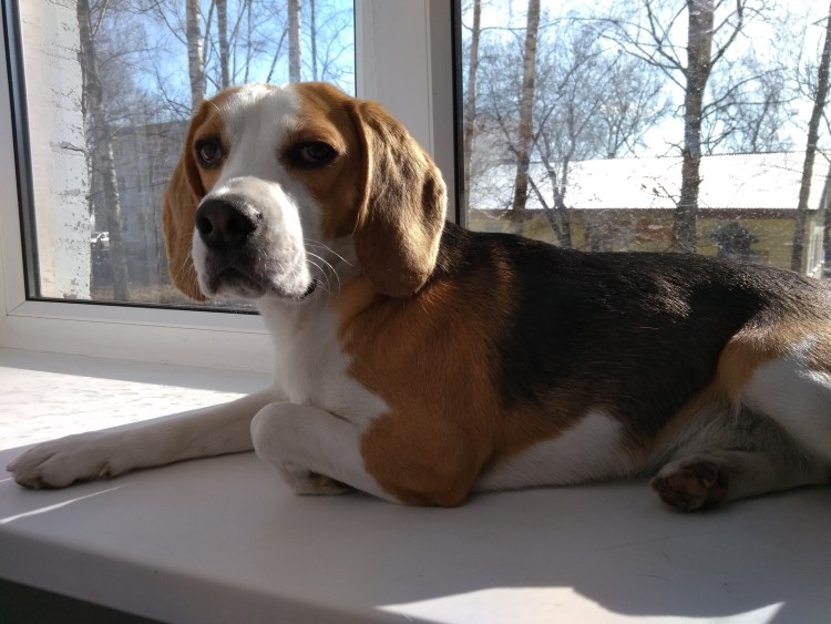 Бигль и проблемы с животом