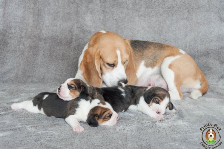 Бигль щенки новорождённые