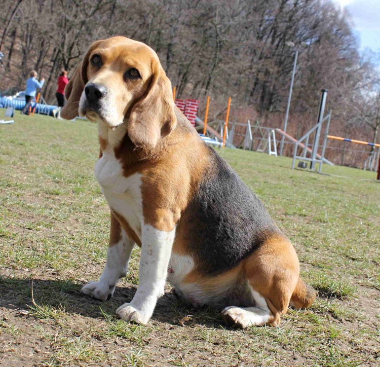 Бигль щенок новорожденный