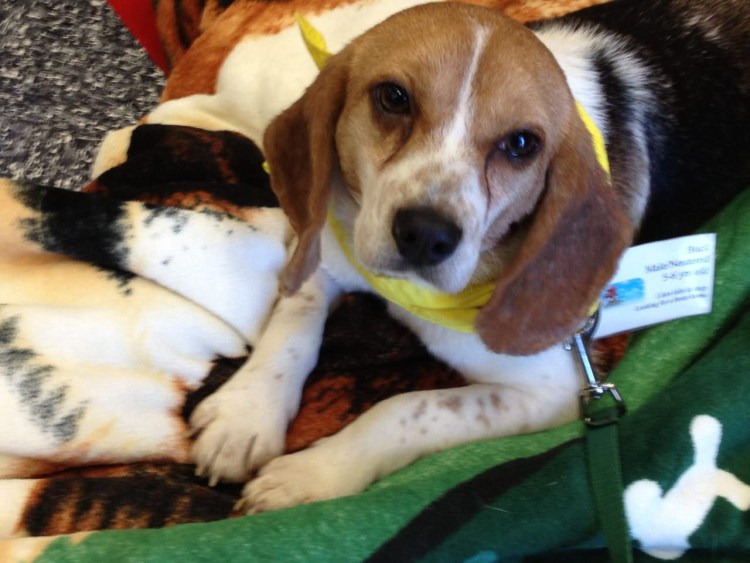 Беременный Бигль