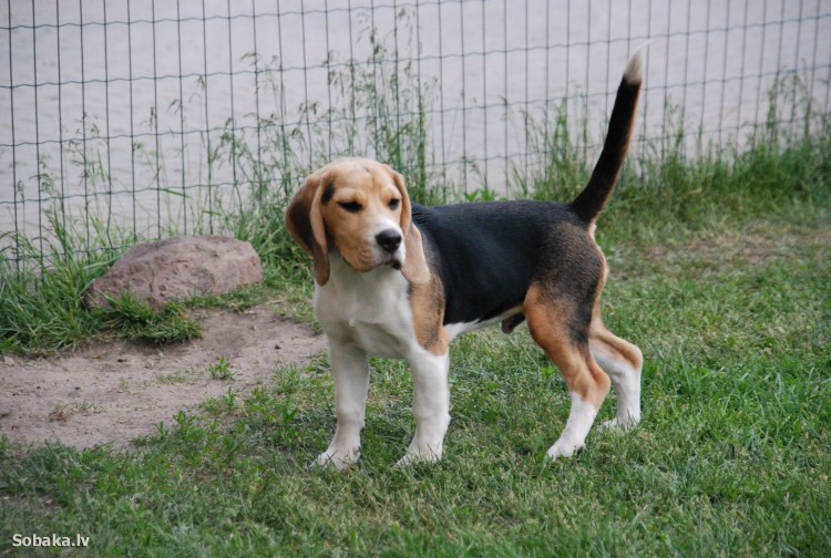 Новорожденные щенки бигля Триколор