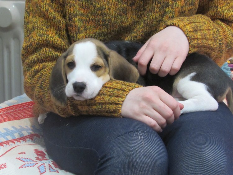 Заболевание биглей