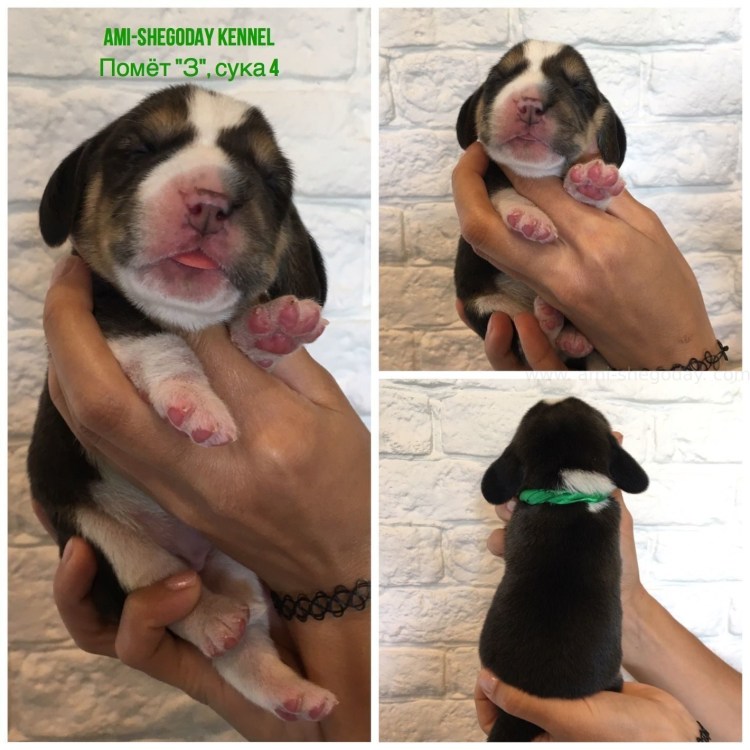 Бигль с короткими лапами