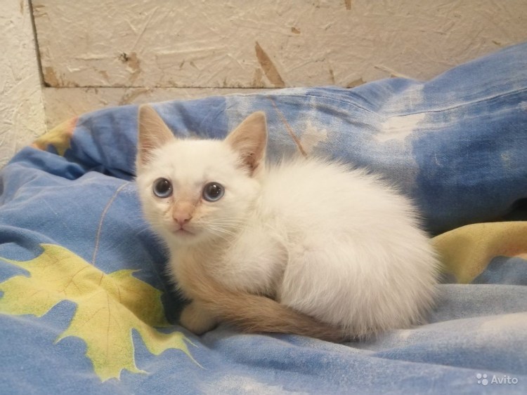 Тайская кошка окрас ред Пойнт