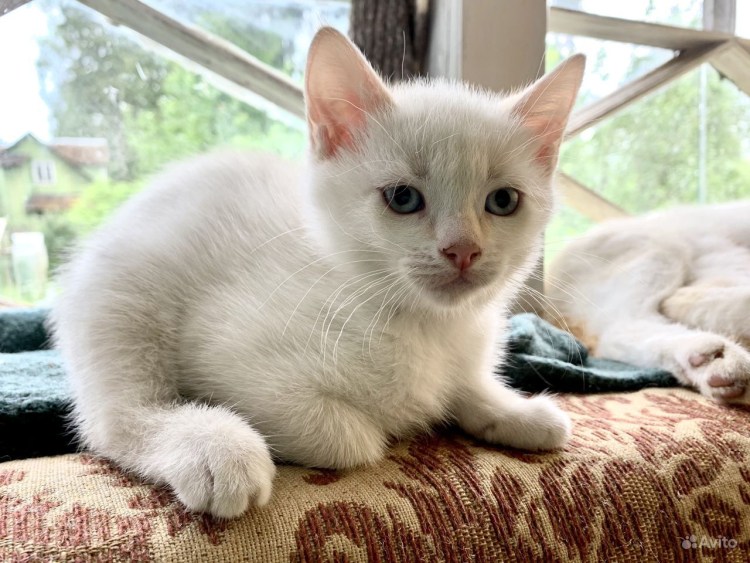 Лен с котятами