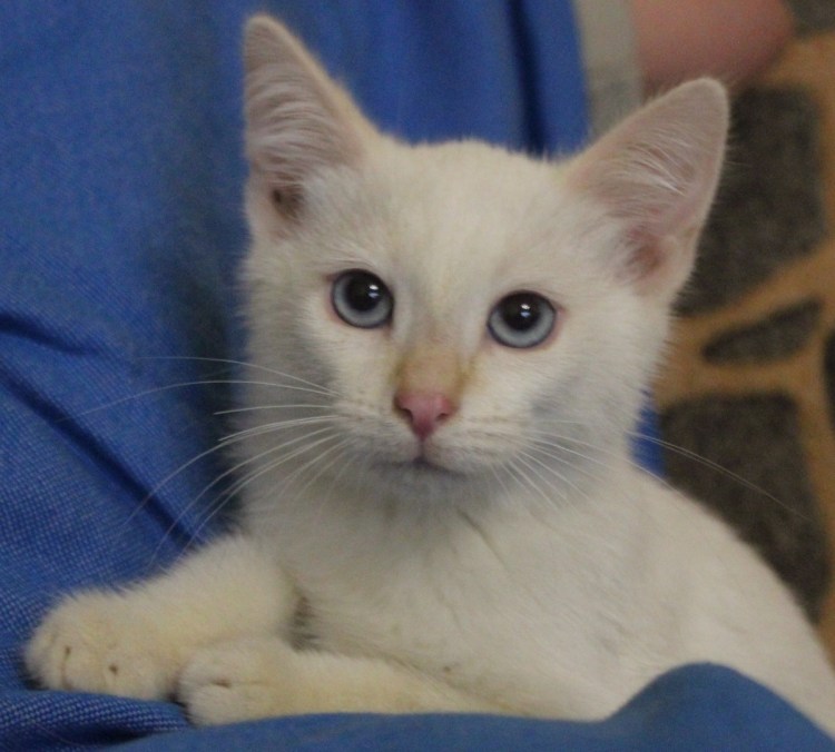 Белый кот с рыжим хвостом